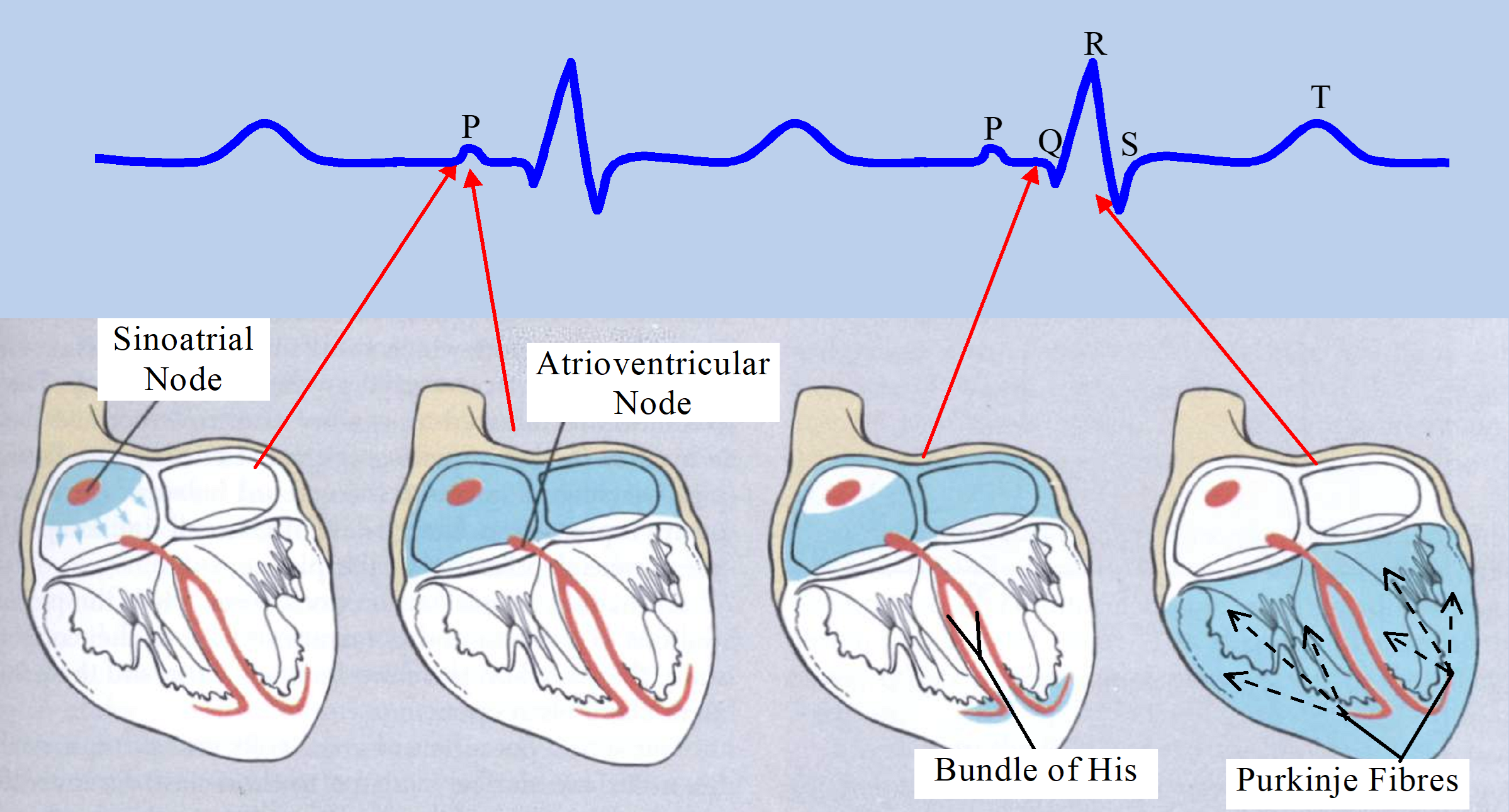 Electrical Conduction in the Heart